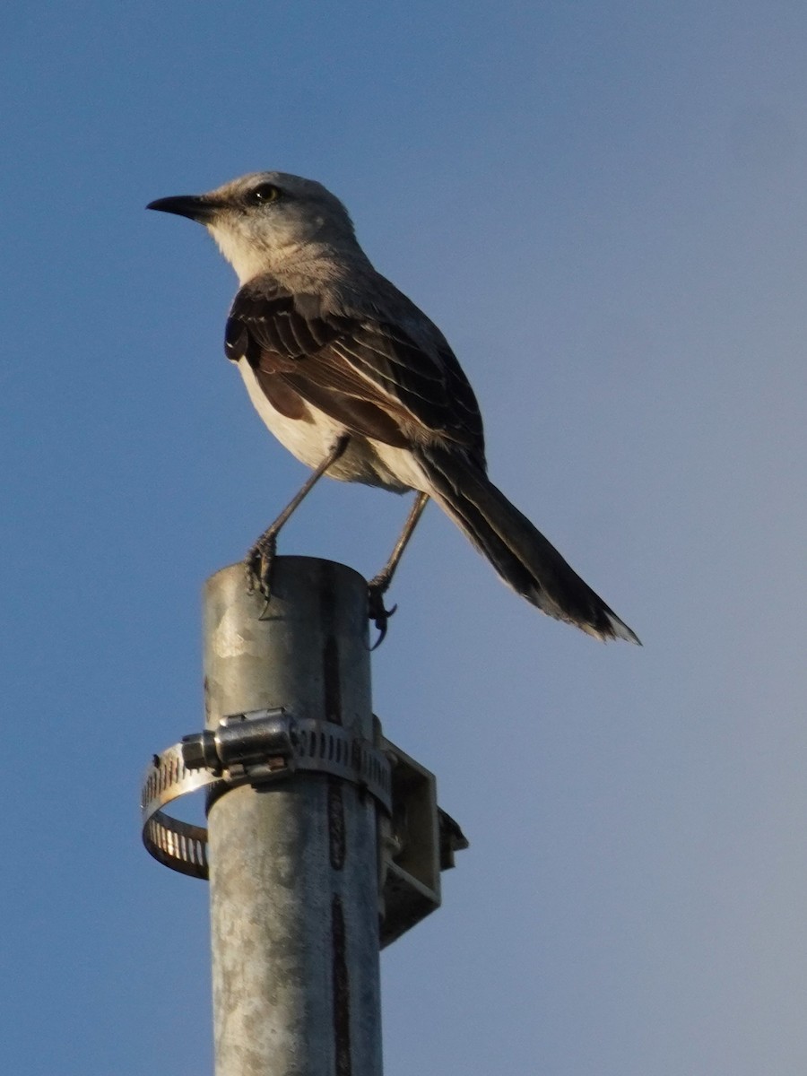 Tropical Mockingbird - ML656519873