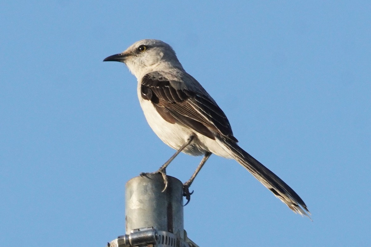 Tropical Mockingbird - ML656519931