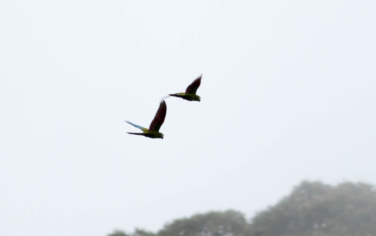 Chestnut-fronted Macaw - Paul Fenwick