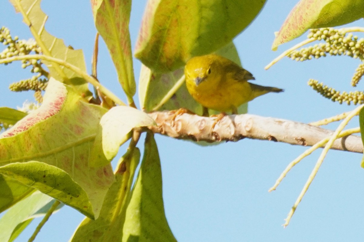 Mangrove Yellow Warbler (Mexican) - ML656520557