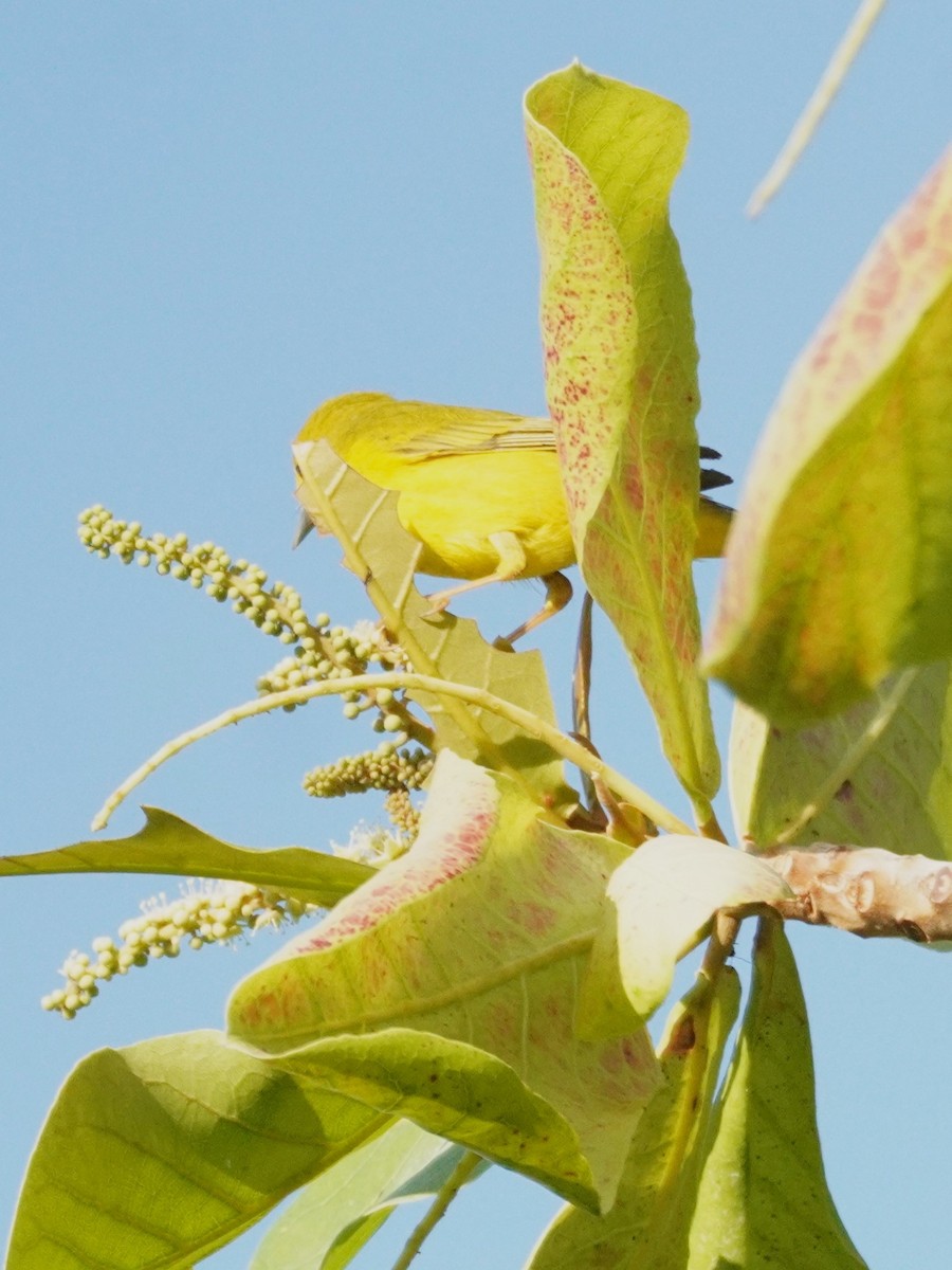 Mangrove Yellow Warbler (Mexican) - ML656520598