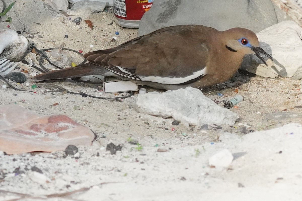 White-winged Dove - ML656520661