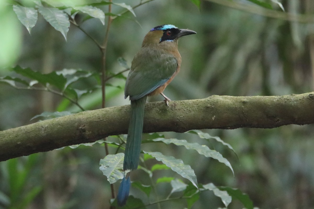 Whooping Motmot - ML656520724