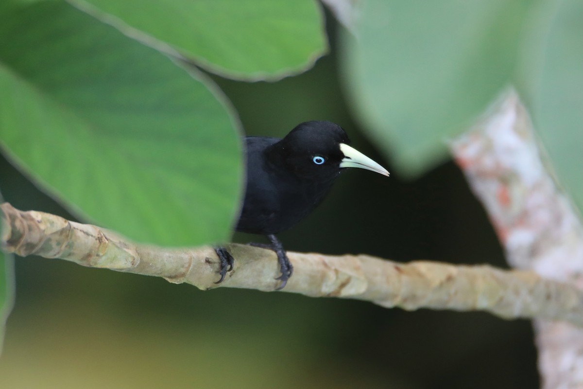 Scarlet-rumped Cacique - ML656520812