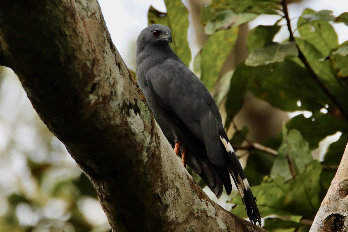 Crane Hawk - ML656520860