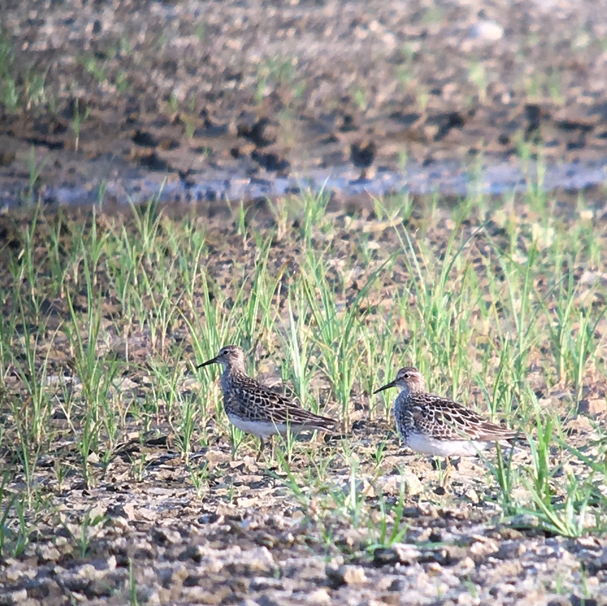 Pectoral Sandpiper - ML65652121