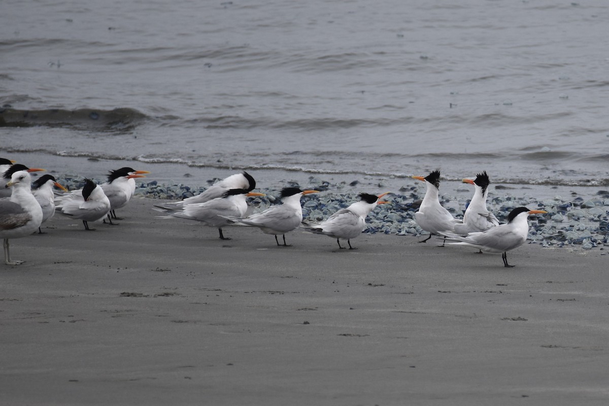 Elegant Tern - ML656521361