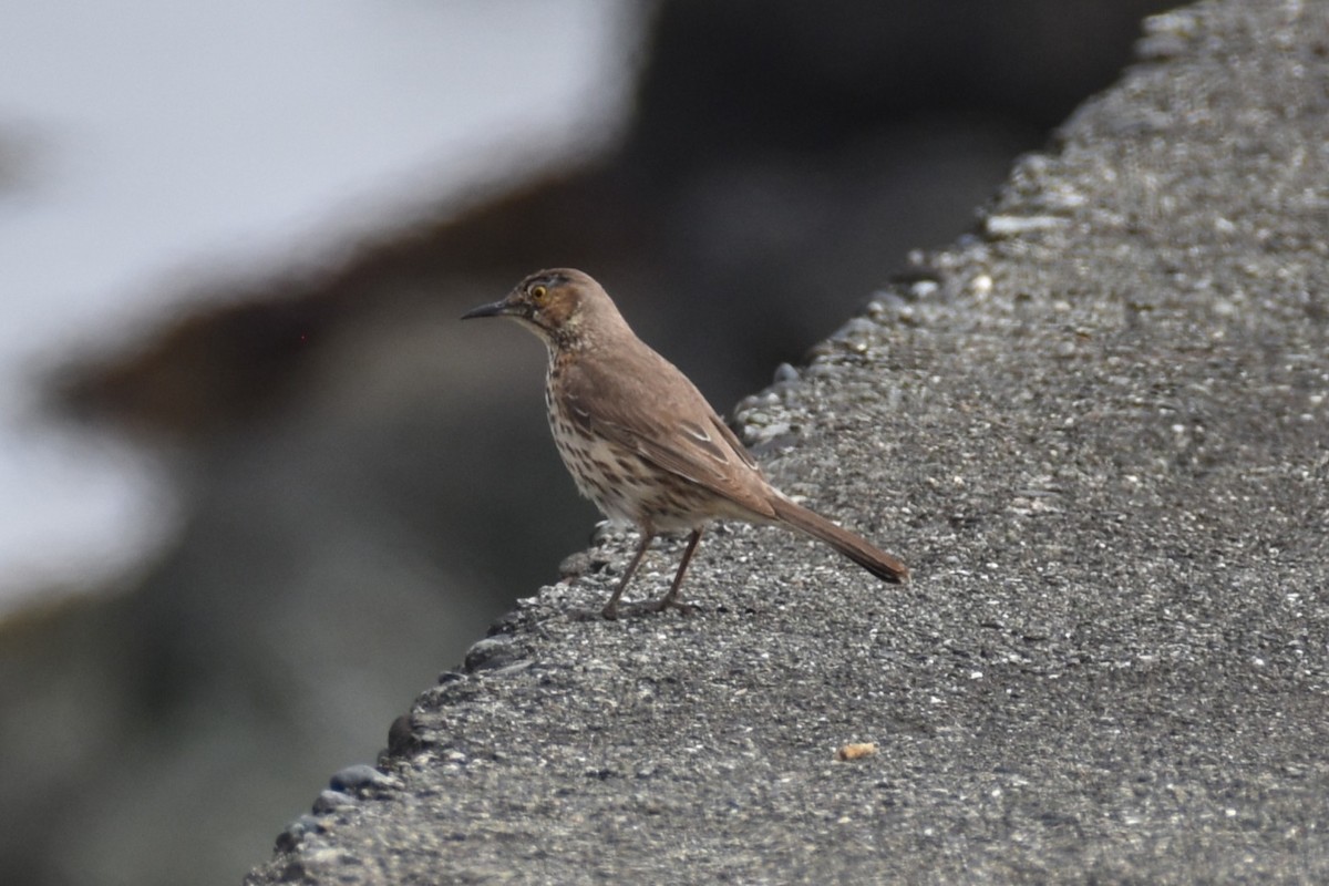 Sage Thrasher - ML656521392