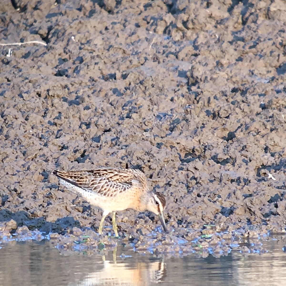 Short-billed Dowitcher - Mike Stewart