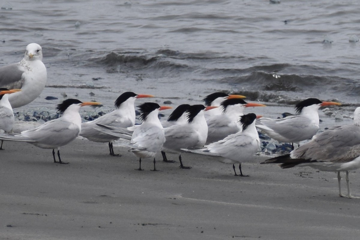 Elegant Tern - ML656521588