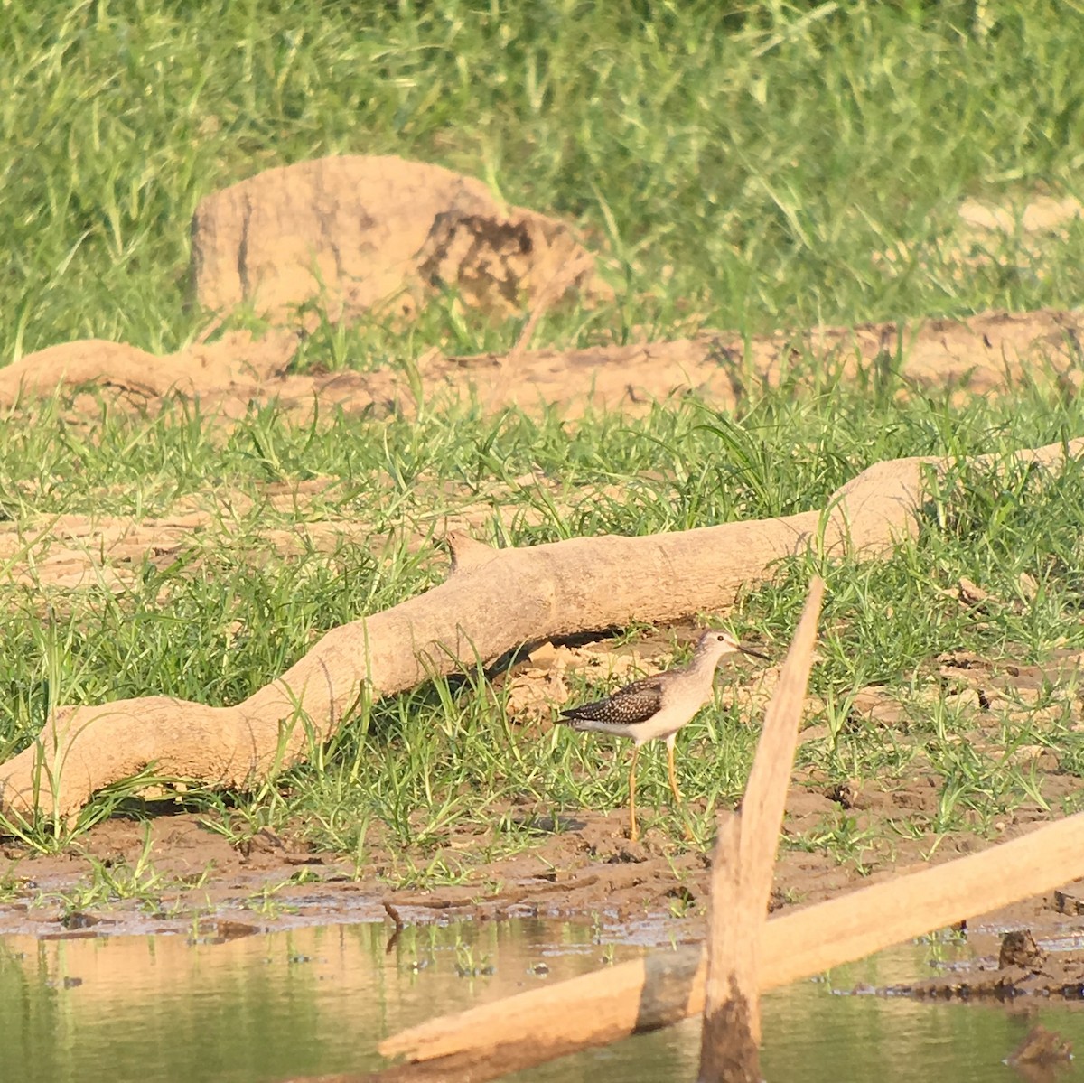 Lesser Yellowlegs - ML65652181