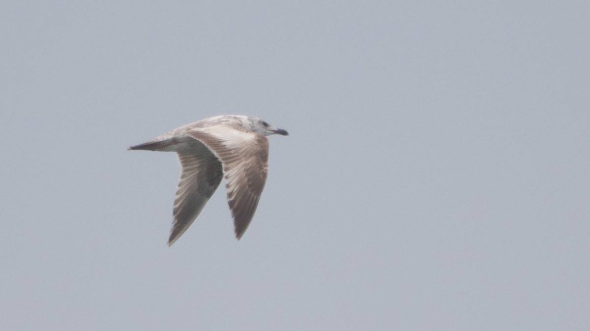 ML656523100 - Larus sp. - Macaulay Library