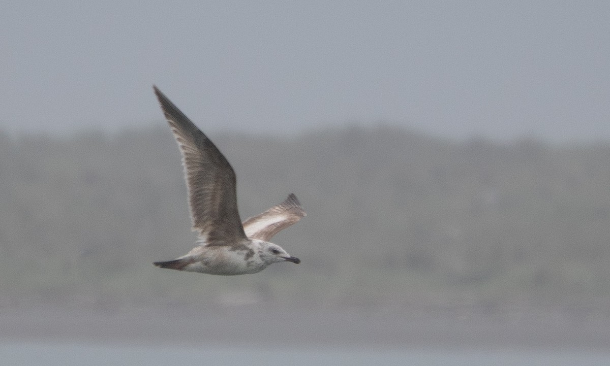 ML656523637 - Larus sp. - Macaulay Library