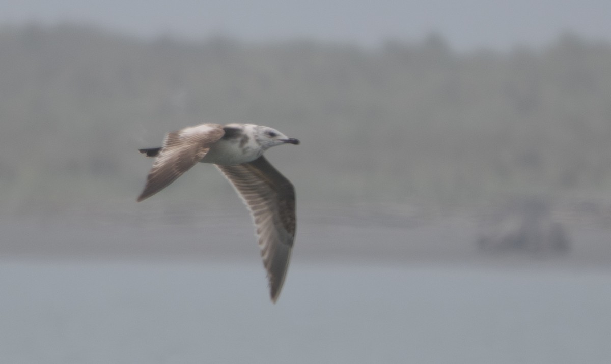 ML656523638 - Larus sp. - Macaulay Library