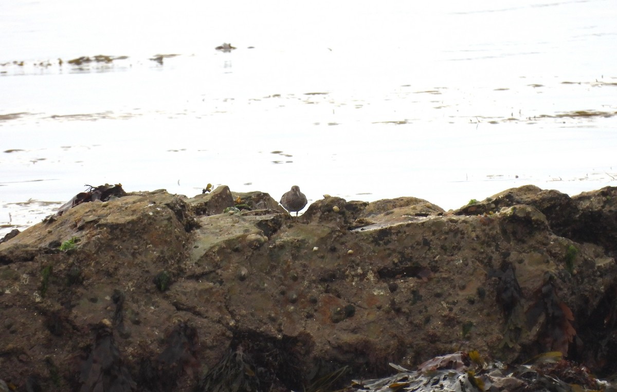 eBird Checklist - 2 May 2026 - Battery Rocks - 7 species