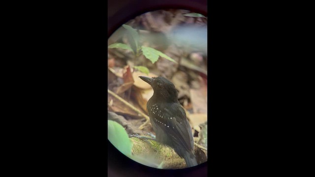 Black-hooded Antshrike - ML656524993