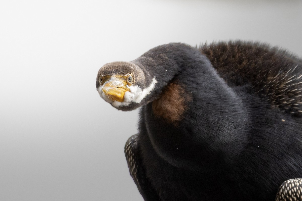 anhinga australská - ML656527109