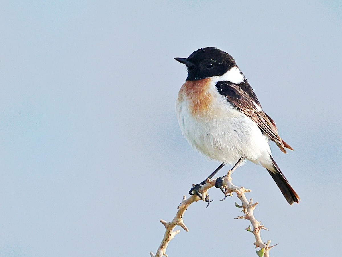 Siberian Stonechat (Caspian) - ML656529512
