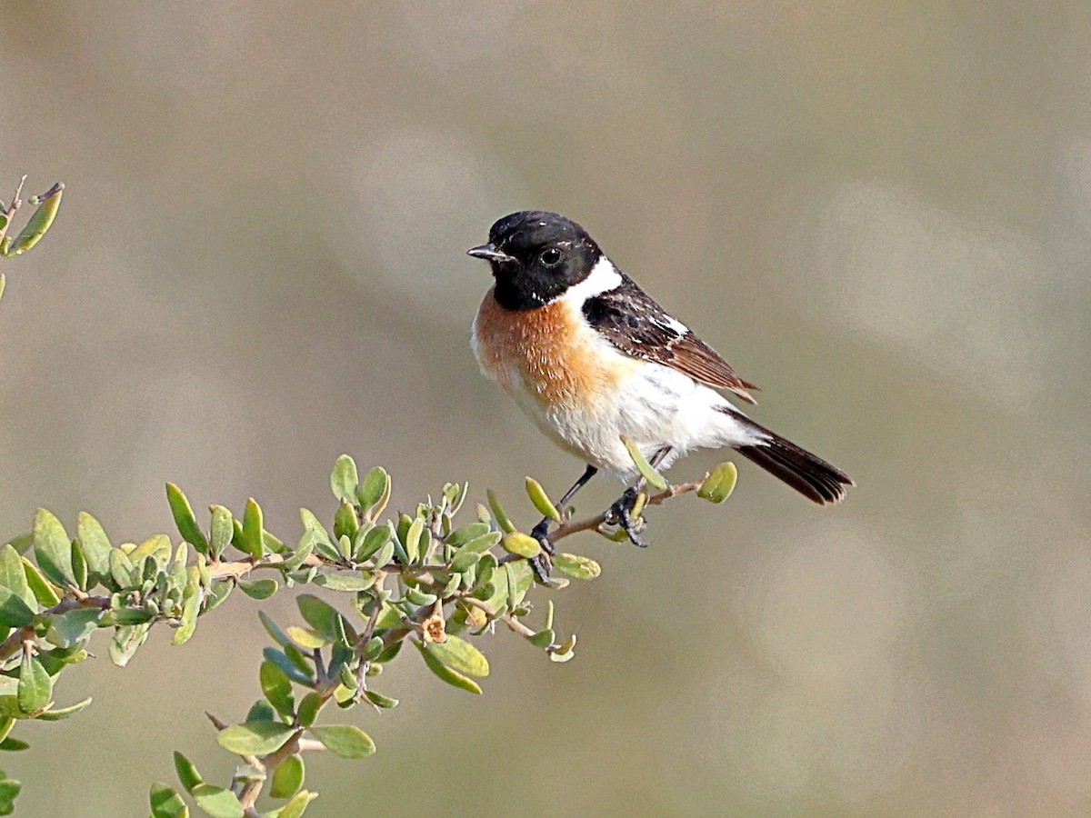 Siberian Stonechat (Caspian) - ML656529517