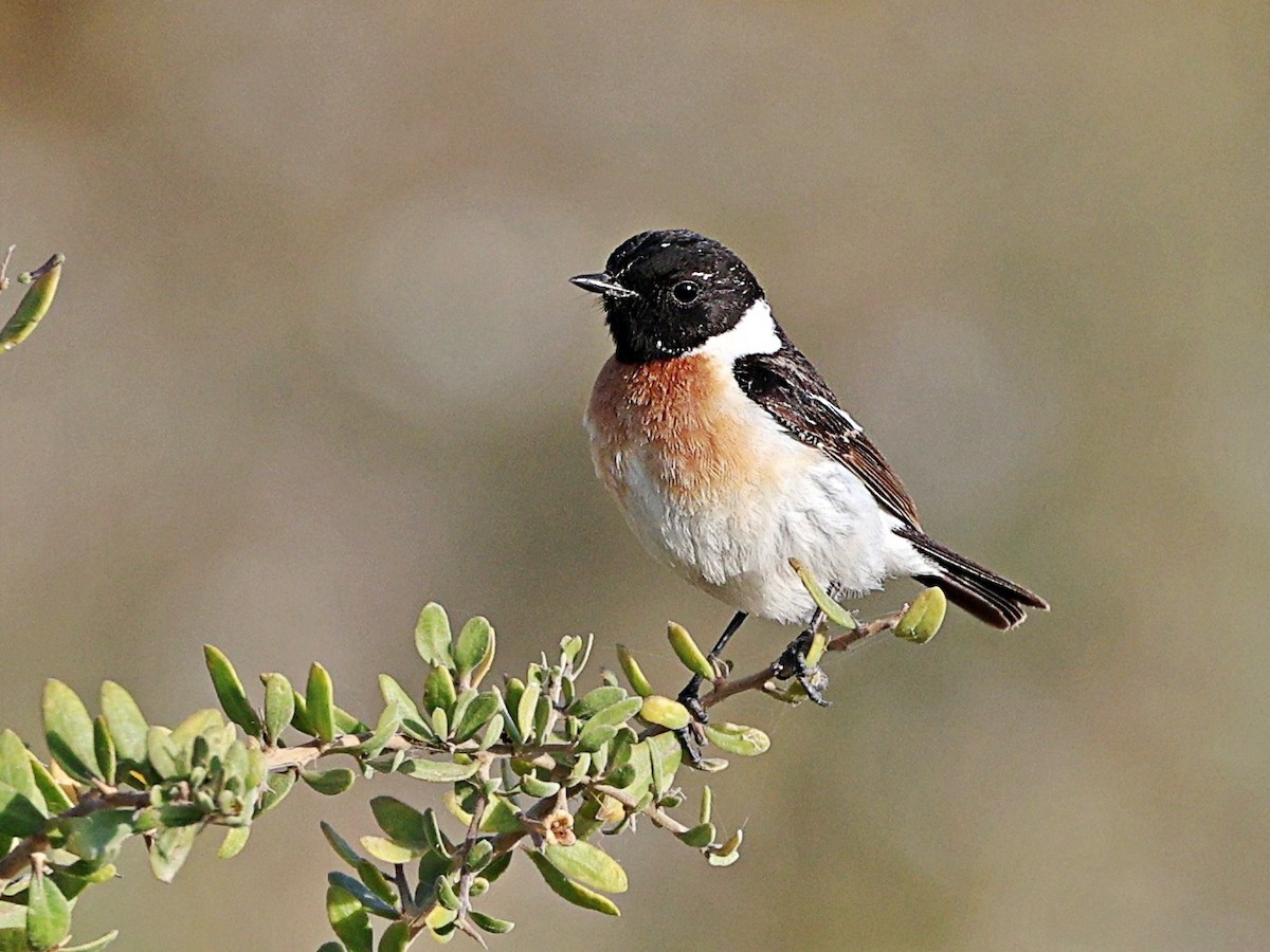 Siberian Stonechat (Caspian) - ML656529526
