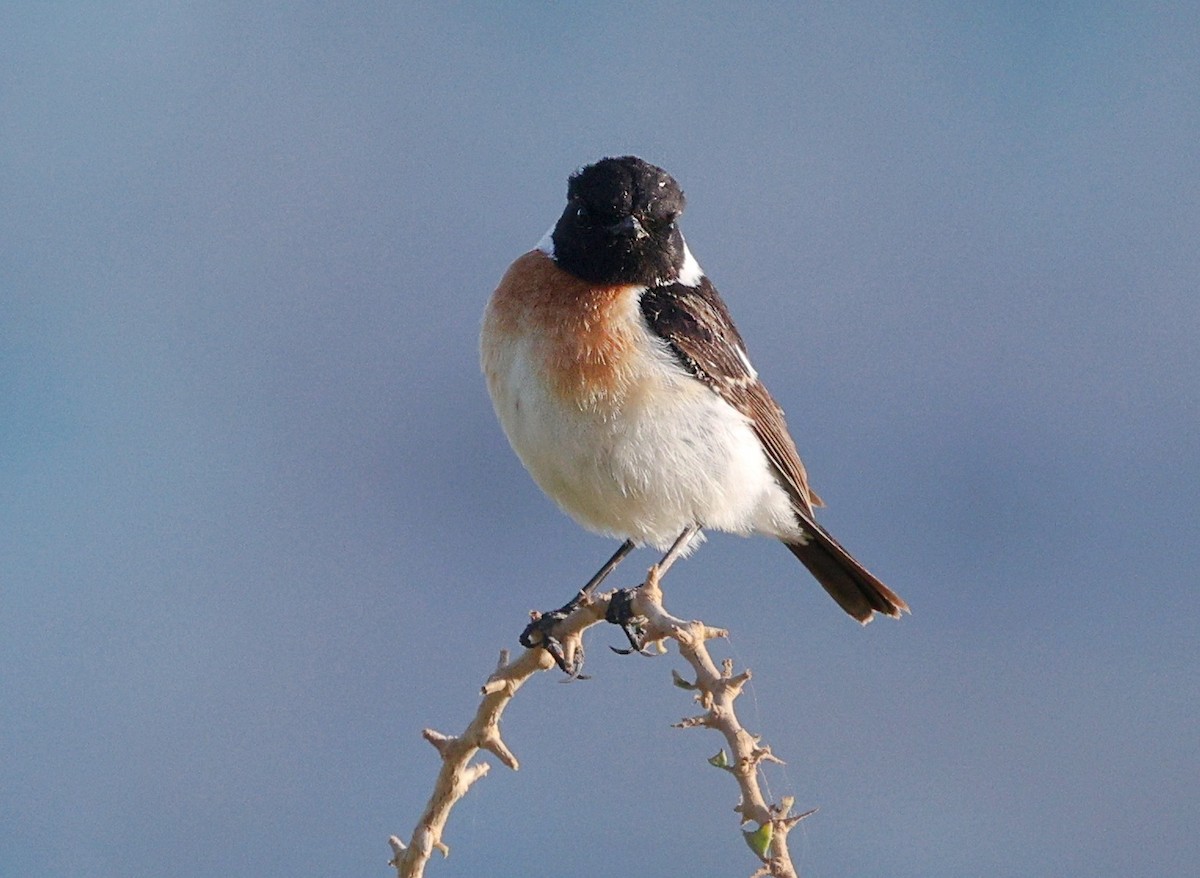 Siberian Stonechat (Caspian) - ML656529549