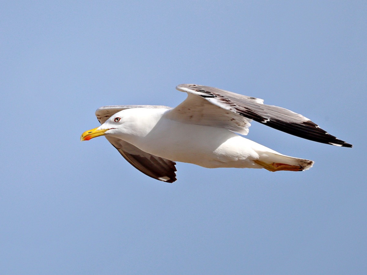 Yellow-legged Gull - ML656529557