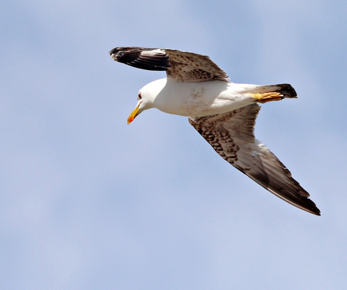 Yellow-legged Gull - ML656529625