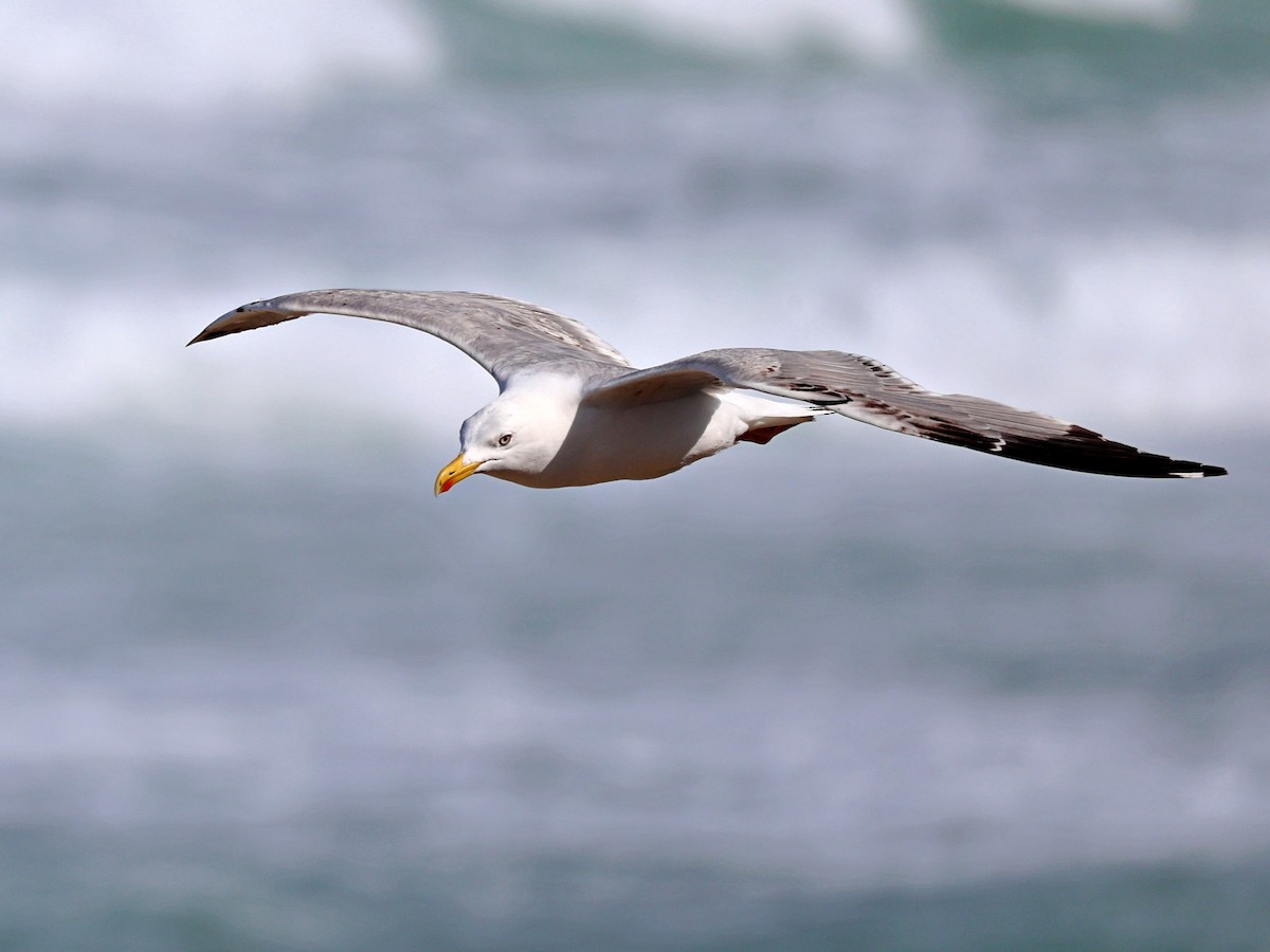 Yellow-legged Gull - ML656529630