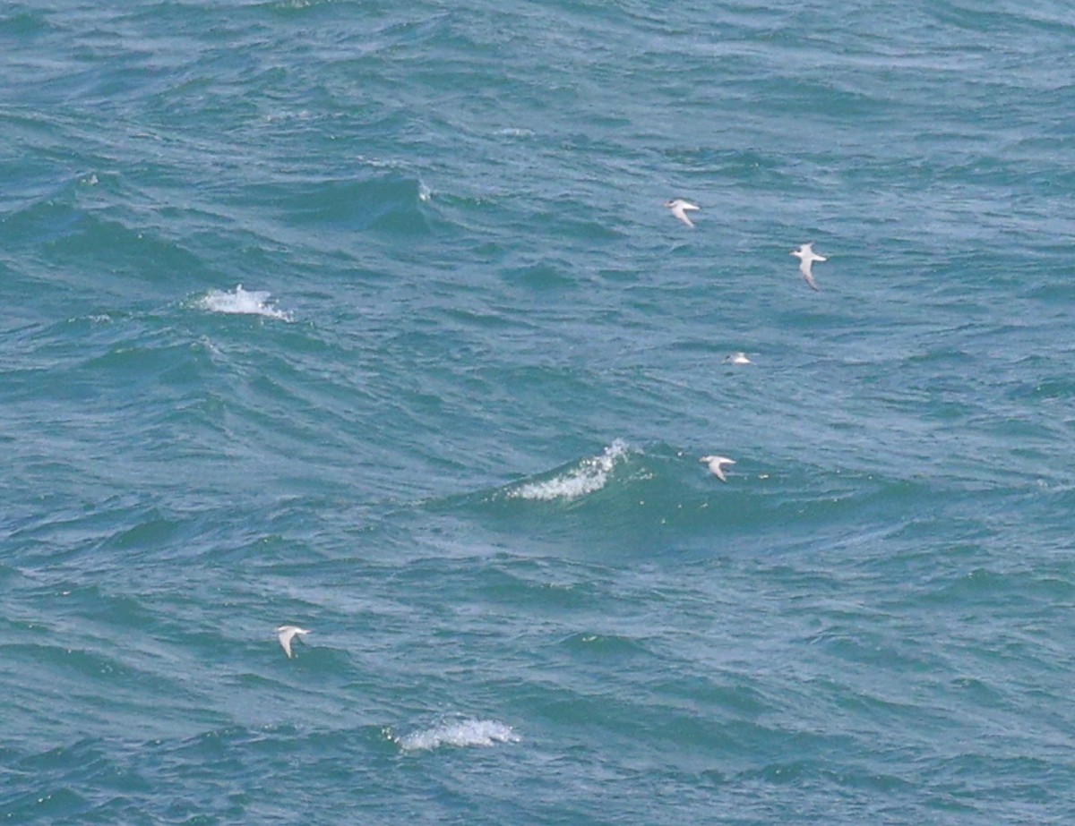 Little Tern - ML656529641