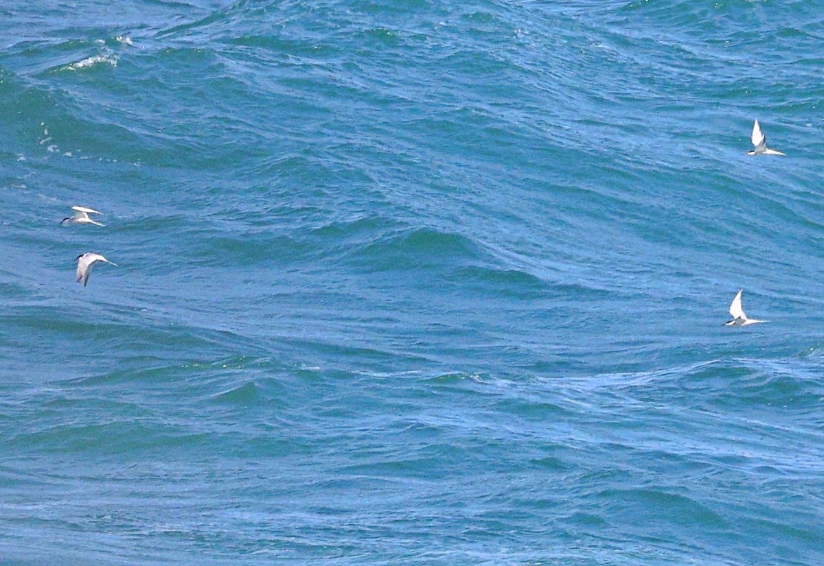 Common Tern - ML656529671