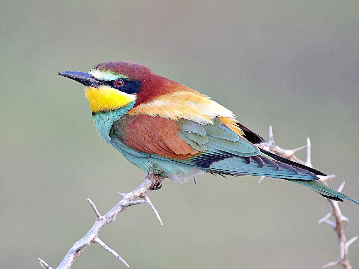 European Bee-eater - ML656529683