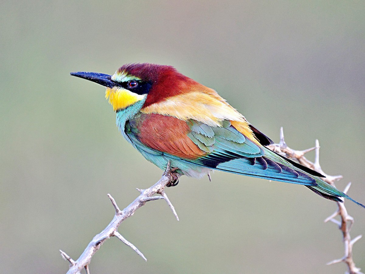 European Bee-eater - ML656529684