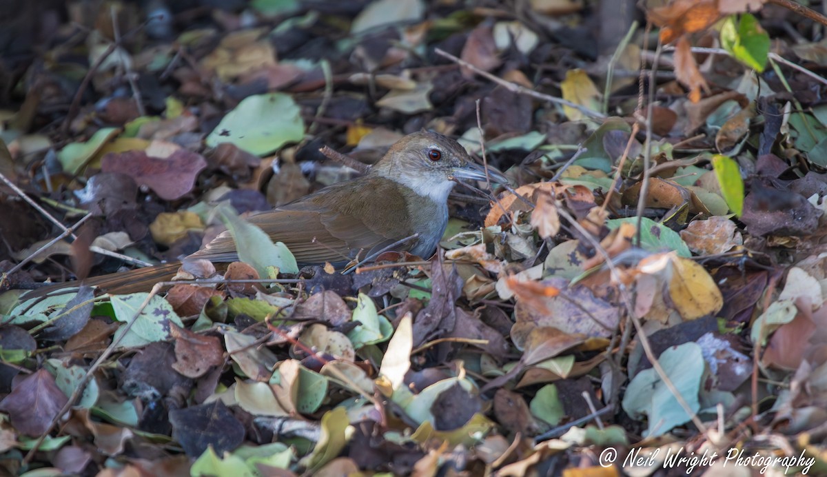 Terrestrial Brownbul - ML656530339