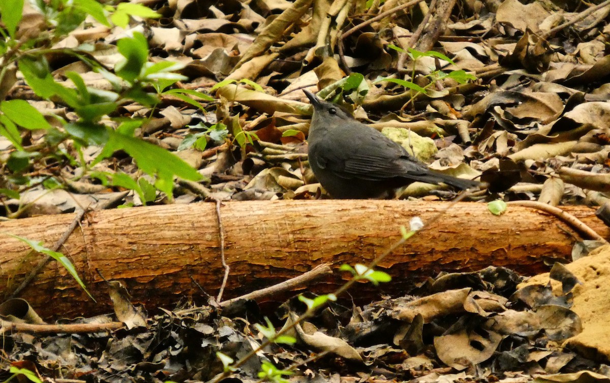 Gray Catbird - ML656532080