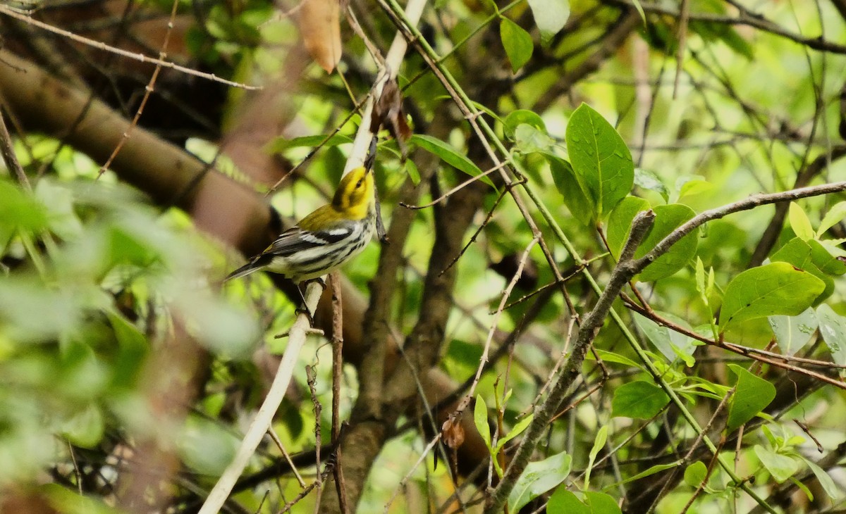 Black-throated Green Warbler - ML656532090