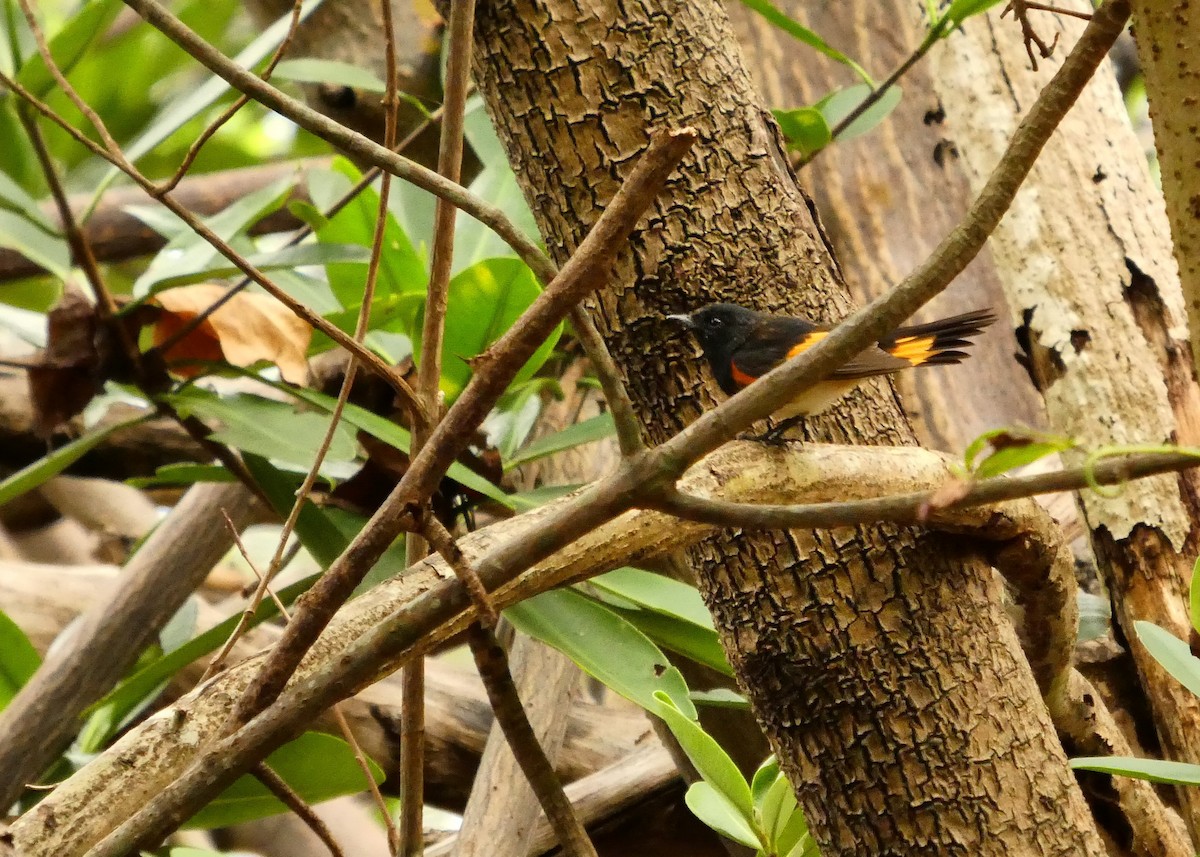 American Redstart - ML656532105