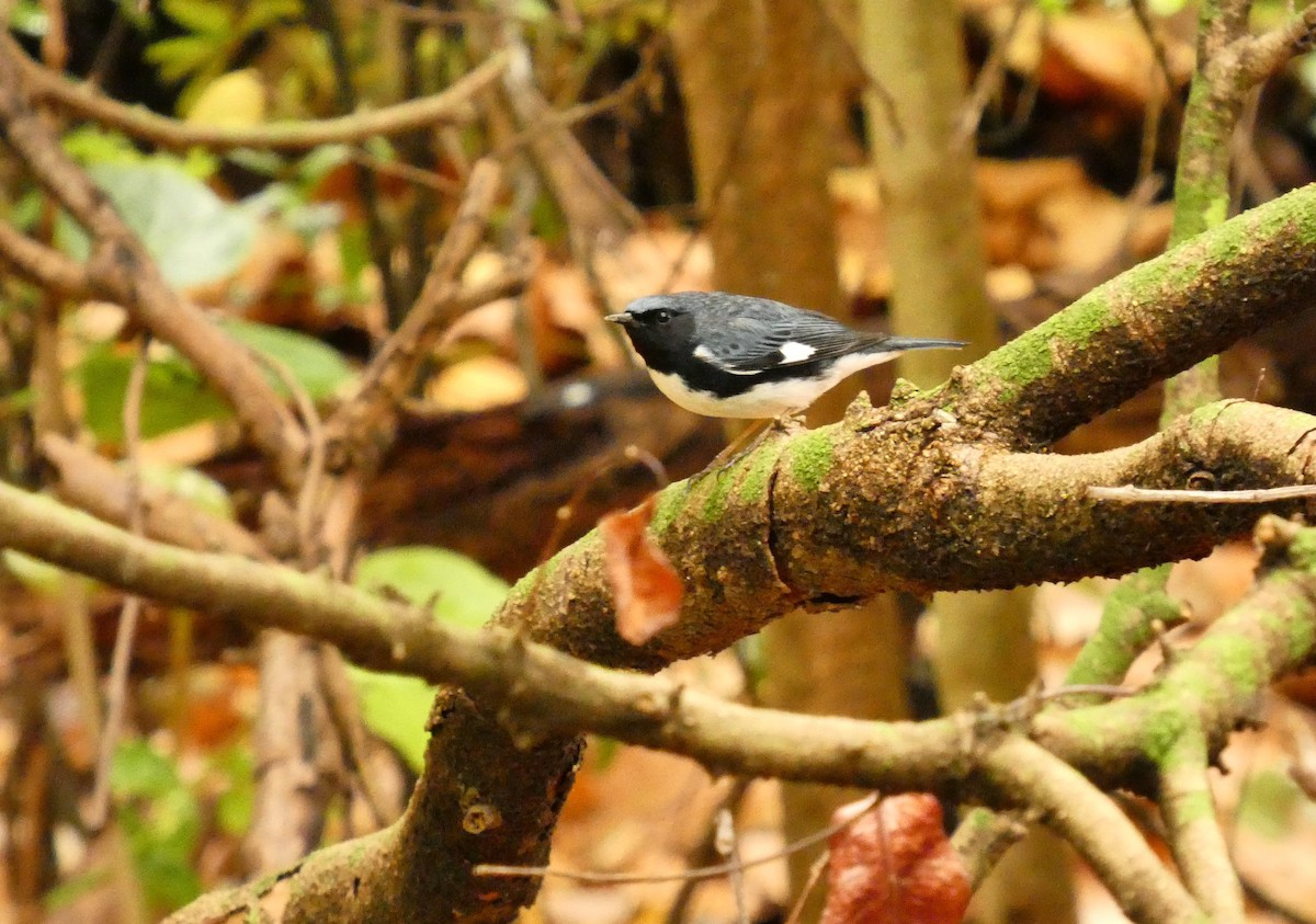 Black-throated Blue Warbler - ML656532112