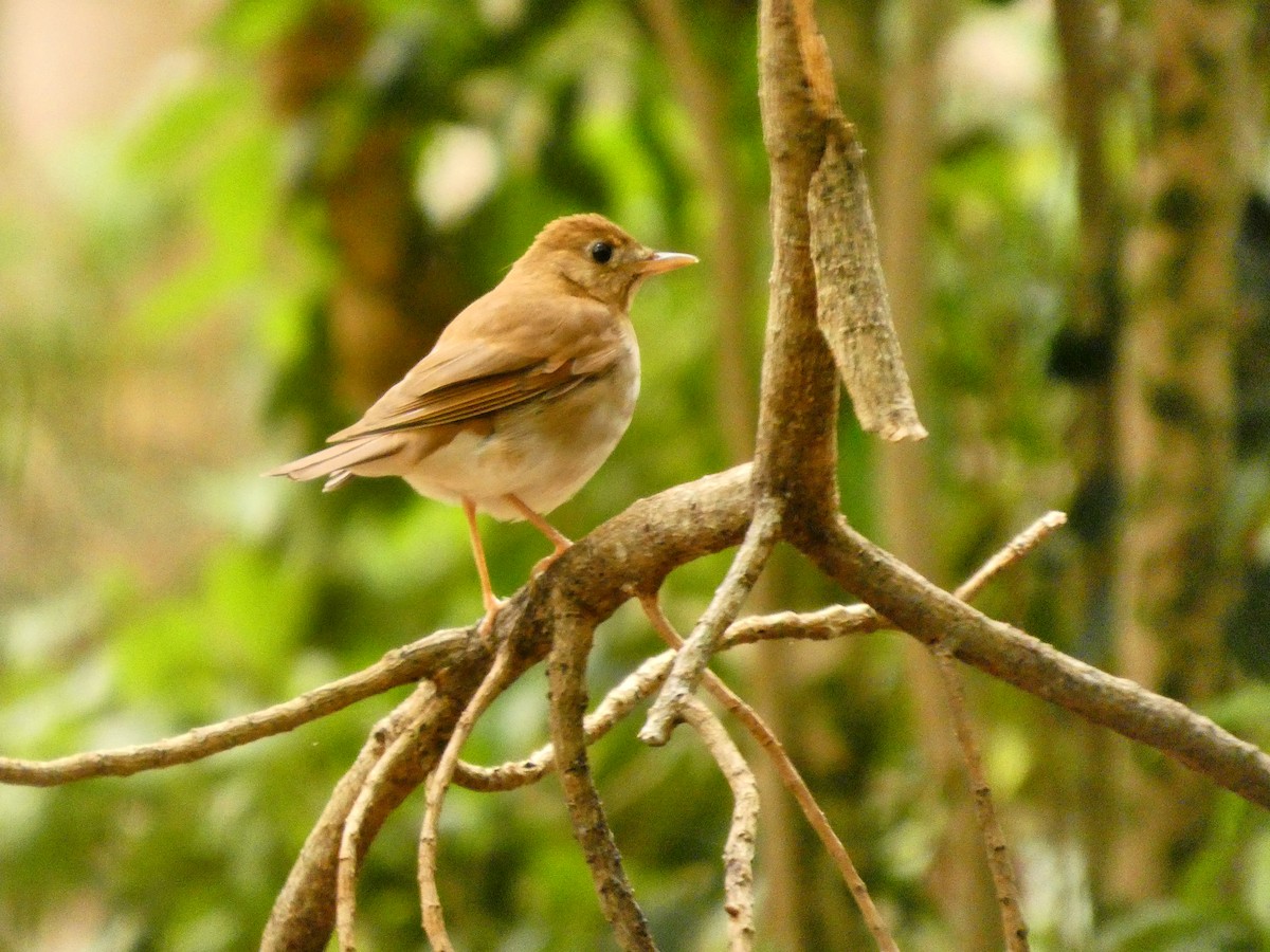 Veery - ML656532122