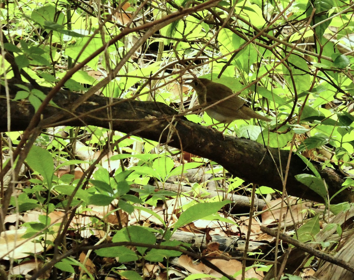 Catharus sp. - ML656532132