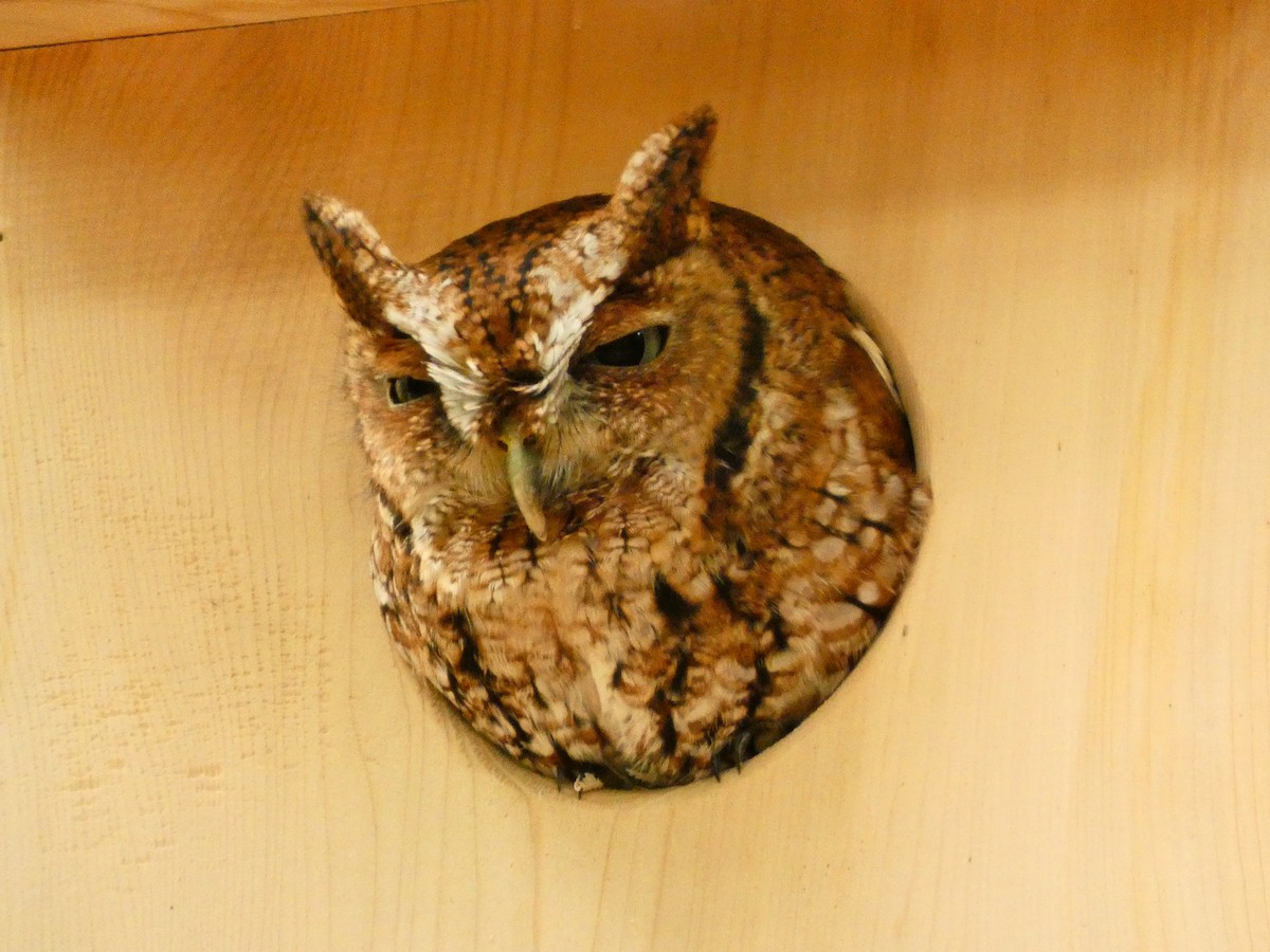 Eastern Screech-Owl - ML656532165