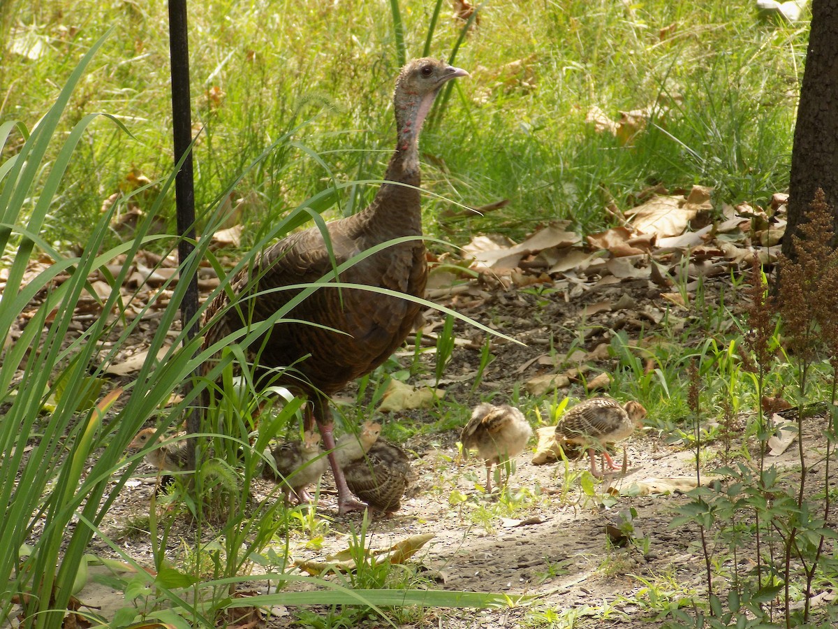 Wild Turkey - Scott Weaver