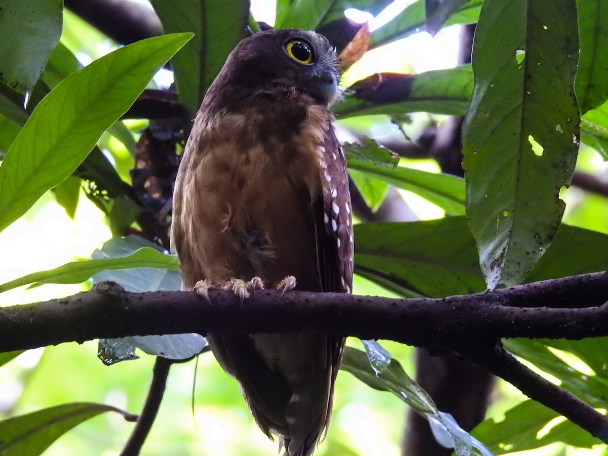 Ochre-bellied Boobook - ML65653271