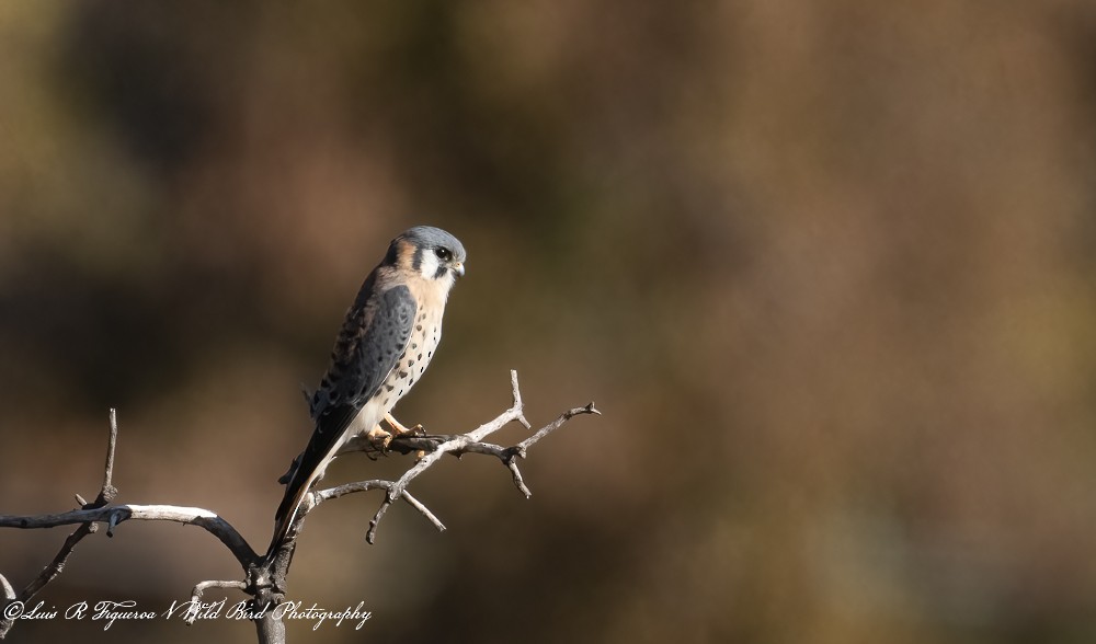 Buntfalke - ML656532809