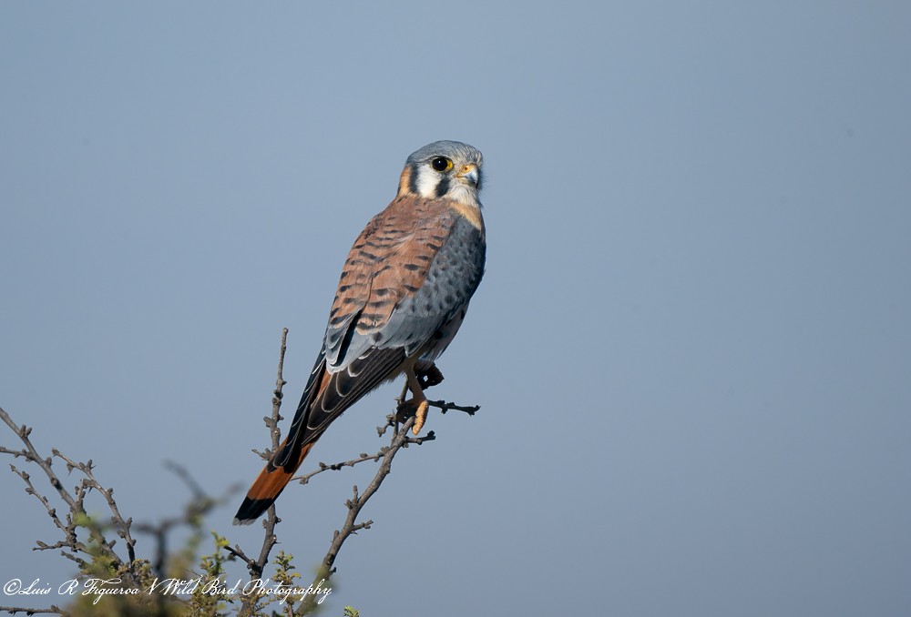 Buntfalke - ML656532831
