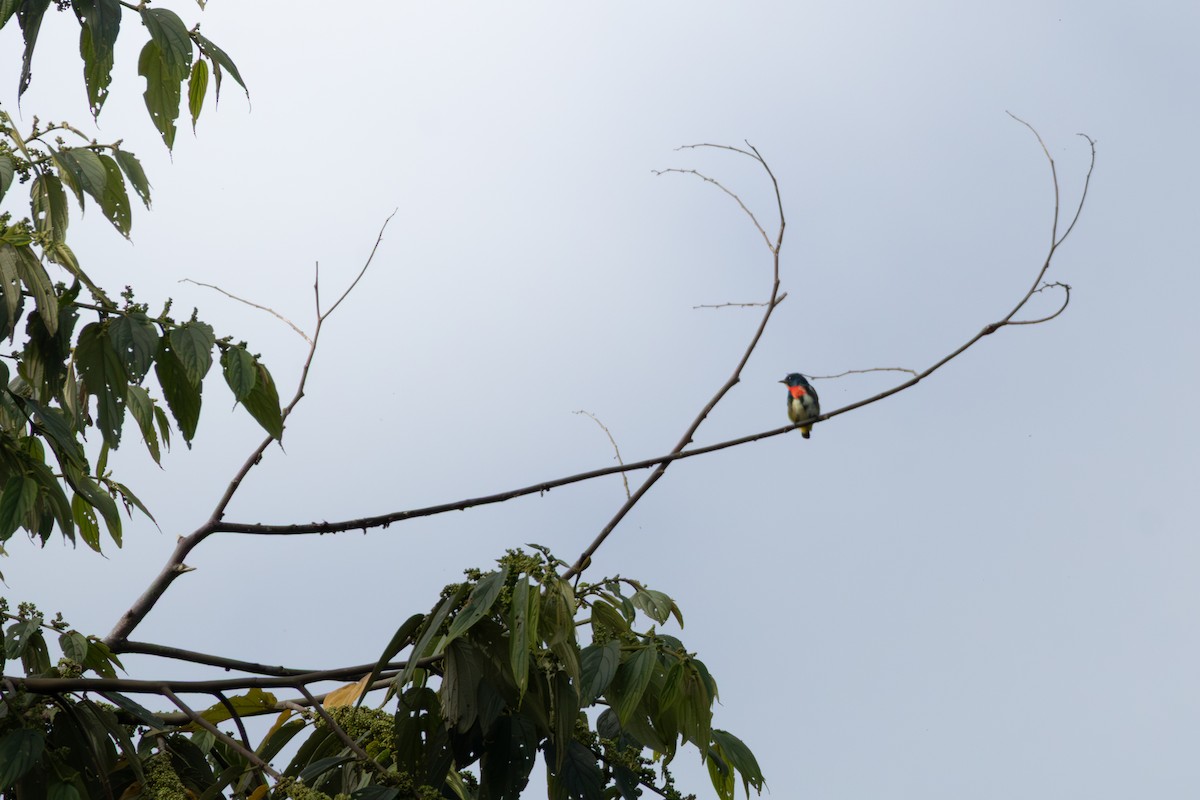 Fire-throated Flowerpecker - ML656532978