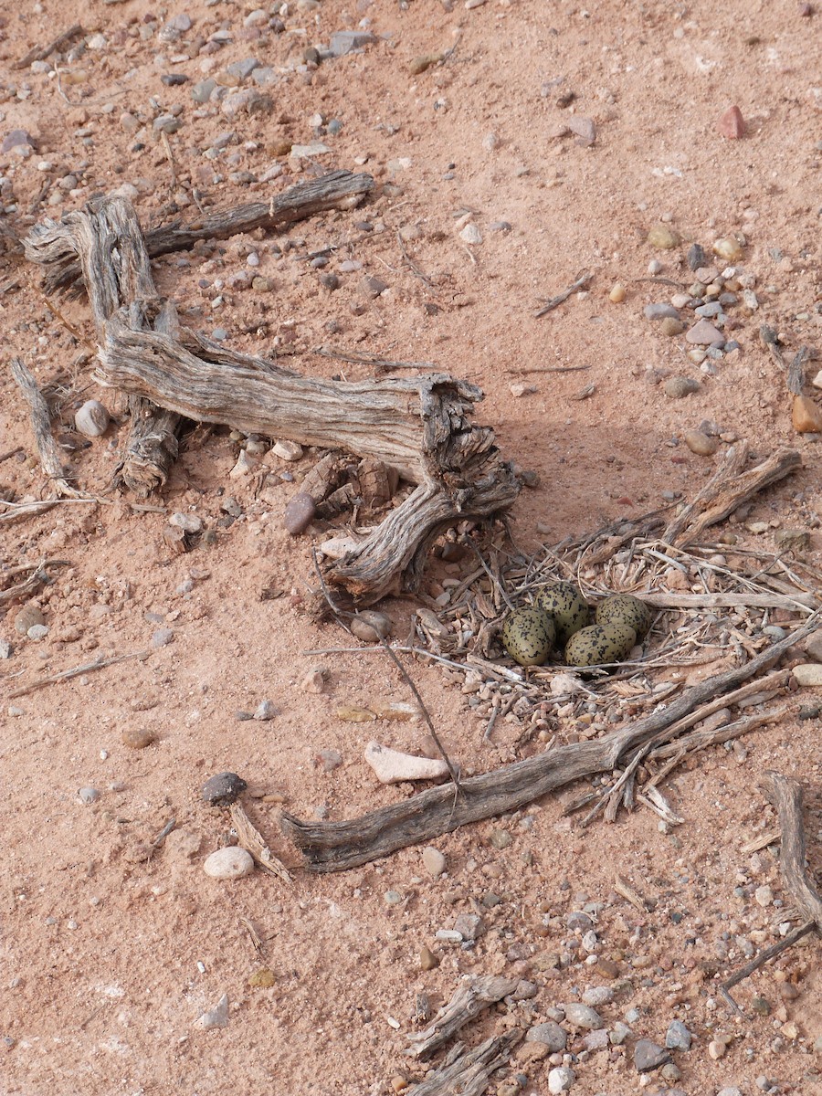 Cigüeñuela Cuellinegra - ML656533861