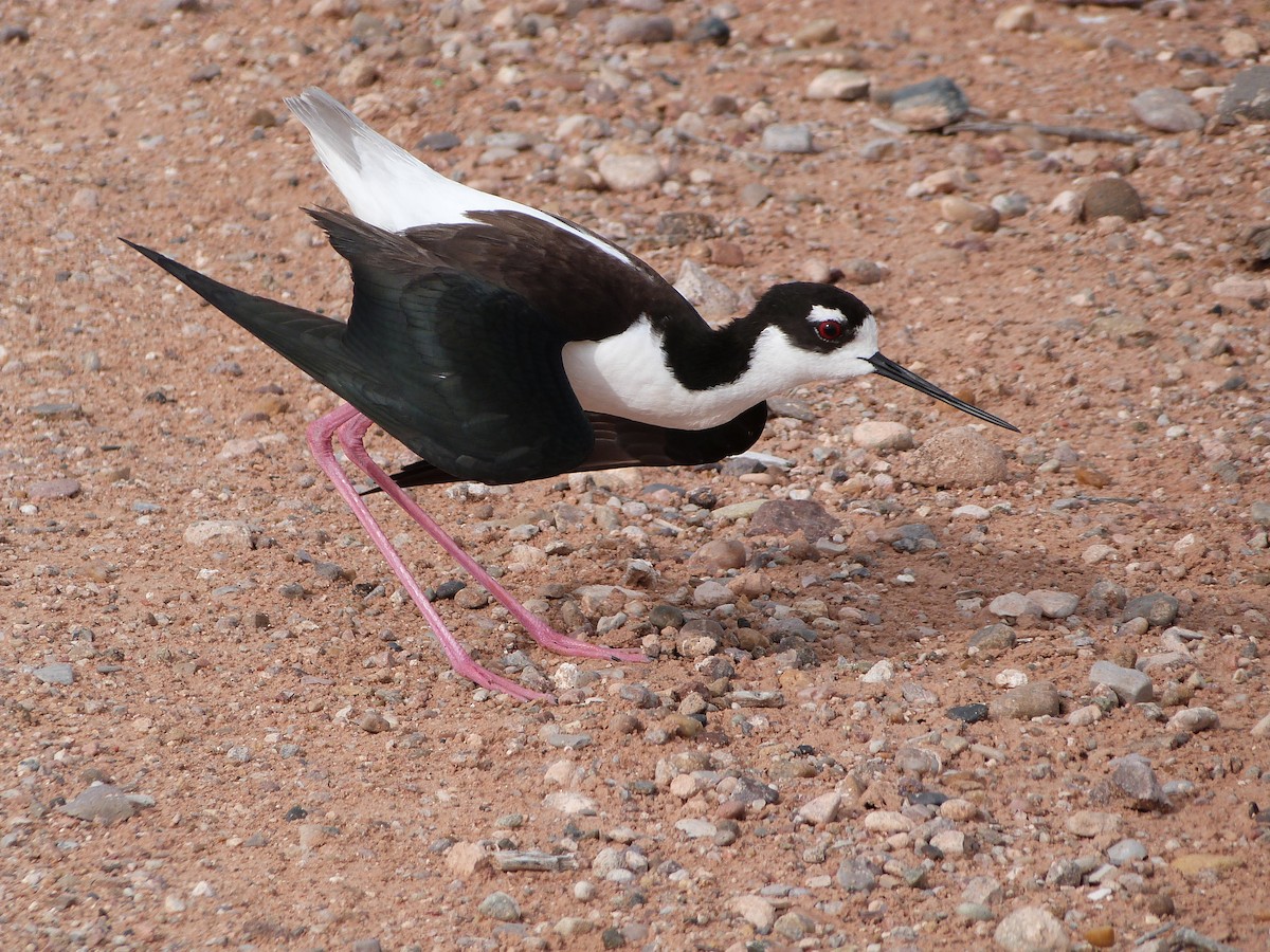 Cigüeñuela Cuellinegra - ML656533926