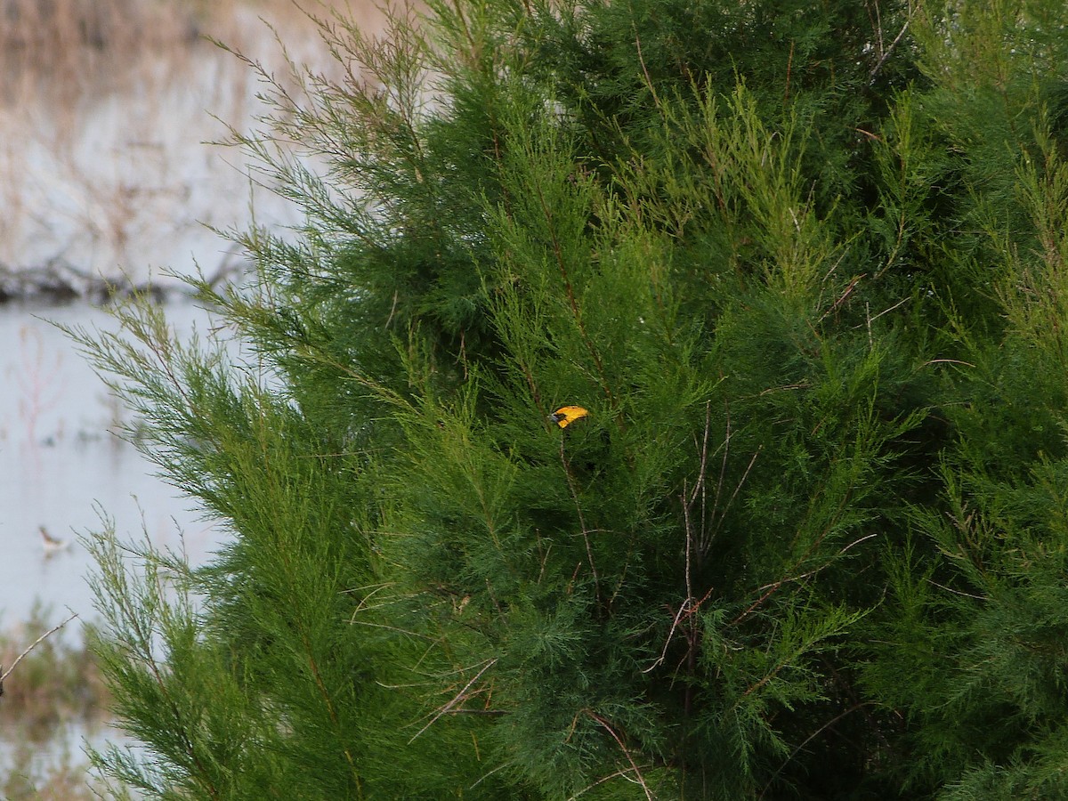 Tordo Cabeciamarillo - ML656533950