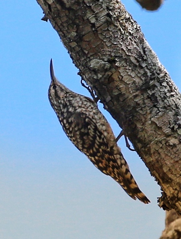 African Spotted Creeper - ML656534074
