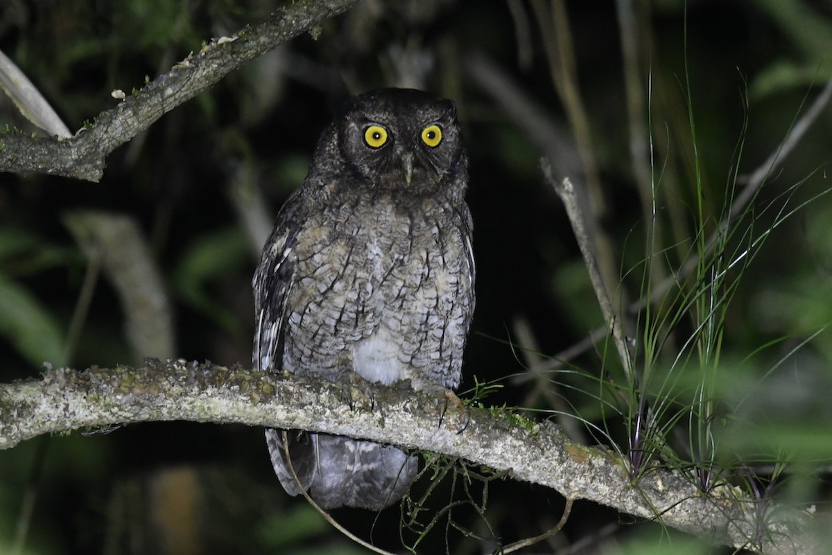 Black-capped Screech-Owl - ML65653431